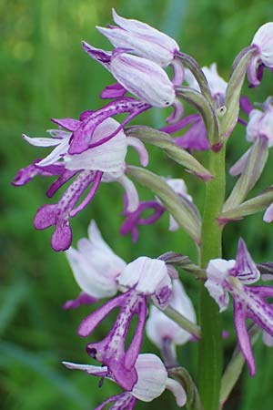 Orchis militaris \ Helm-Knabenkraut, D  Weinheim an der Bergstraße 25.5.2023 