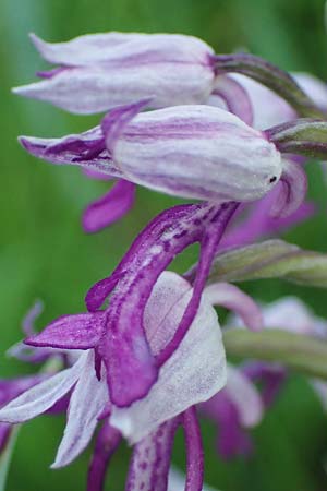 Orchis militaris \ Helm-Knabenkraut / Military Orchid, D  Weinheim an der Bergstraße 25.5.2023 