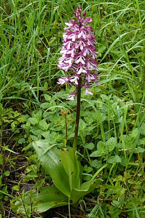 Orchis militaris x purpurea, D   Marktheidenfeld 2.5.2014 