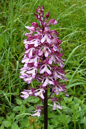 Orchis militaris x purpurea, D   Marktheidenfeld 2.5.2014 