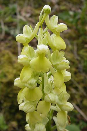 Orchis pallens \ Bleiches Knabenkraut, Blasses Knabenkraut / Pale-flowered Orchid, D  Thüringen, Drei Gleichen 7.5.2013 