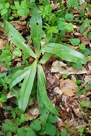 Orchis purpurea \ Purpur-Knabenkraut / Lady Orchid, D  Nussloch 7.5.2014 