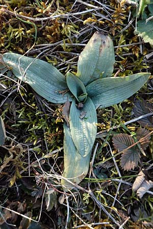 Ophrys holoserica \ Hummel-Ragwurz (Rosette), D  Östringen-Eichelberg 18.3.2016 