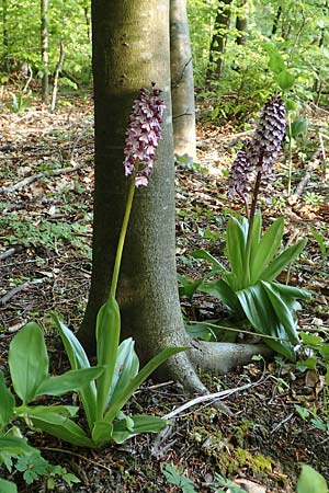 Orchis purpurea \ Purpur-Knabenkraut / Lady Orchid, D  Nussloch 5.5.2017 