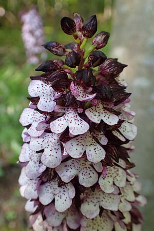 Orchis purpurea \ Purpur-Knabenkraut / Lady Orchid, D  Nussloch 5.5.2017 