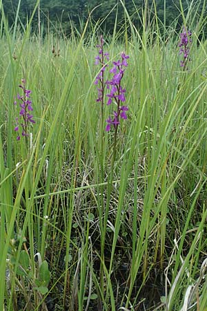 Anacamptis palustris \ Sumpf-Knabenkraut / Marsh Orchid, D  Hassloch 25.5.2018 