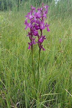 Anacamptis palustris \ Sumpf-Knabenkraut, D  Hassloch 25.5.2018 