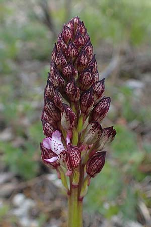 Orchis purpurea \ Purpur-Knabenkraut / Lady Orchid, D  Königheim 3.5.2021 