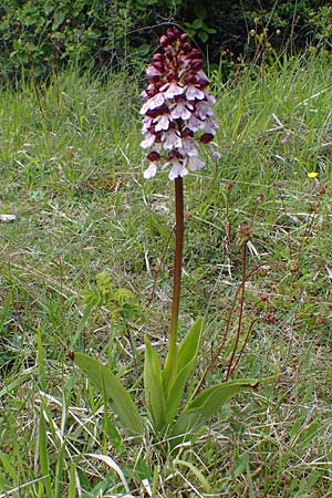 Orchis purpurea \ Purpur-Knabenkraut / Lady Orchid, D  Neuleiningen 28.5.2021 