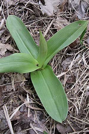 Orchis militaris \ Helm-Knabenkraut / Military Orchid (Rosette), D  Laudenbach an der Bergstraße 21.4.2008 