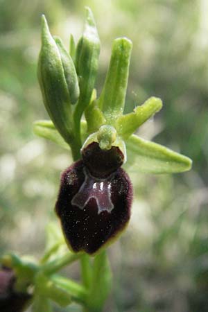 Ophrys sphegodes \ Spinnen-Ragwurz / Early Spider Orchid, D  Karlstadt 30.4.2007 