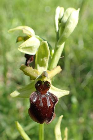 Ophrys sphegodes \ Spinnen-Ragwurz / Early Spider Orchid, D  Tübingen 7.5.2016 