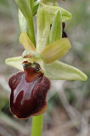 Ophrys sphegodes \ Spinnen-Ragwurz / Early Spider Orchid, D  Grünstadt-Asselheim 1.5.2021 
