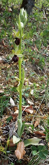 Ophrys sphegodes \ Spinnen-Ragwurz / Early Spider Orchid, D  Königheim 3.5.2021 