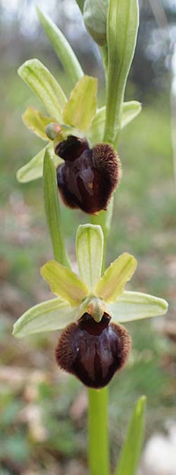 Ophrys sphegodes \ Spinnen-Ragwurz / Early Spider Orchid, D  Königheim 3.5.2021 