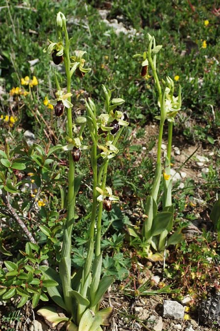 Ophrys sphegodes \ Spinnen-Ragwurz, D  Königheim 3.5.2021 