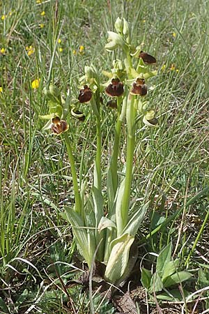 Ophrys sphegodes \ Spinnen-Ragwurz / Early Spider Orchid, D  Apfelberg 3.5.2021 