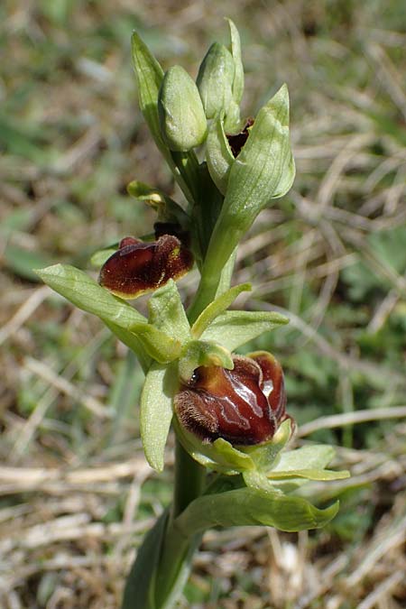 Ophrys sphegodes \ Spinnen-Ragwurz / Early Spider Orchid, D  Grünstadt-Asselheim 20.4.2022 