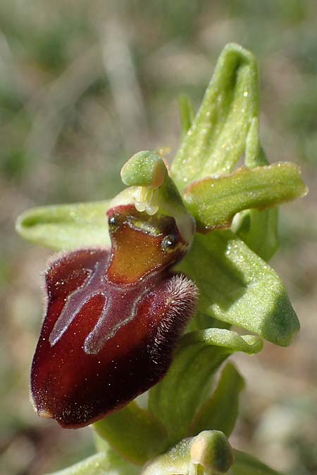 Ophrys sphegodes \ Spinnen-Ragwurz / Early Spider Orchid, D  Grünstadt-Asselheim 20.4.2022 