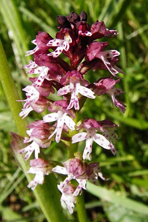 Neotinea ustulata \ Brand-Knabenkraut / Burnt Orchid, D  Miltenberg 17.5.2014 