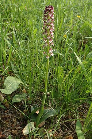 Neotinea ustulata / Burnt Orchid, D  Oberlaudenbach 12.5.2018 