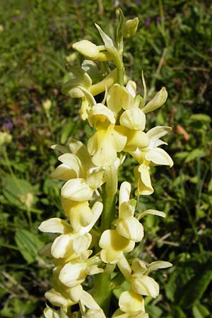 Orchis pallens \ Bleiches Knabenkraut, Blasses Knabenkraut, D  Bad Ditzenbach 4.5.2014 