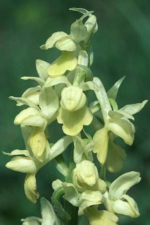 Orchis pallens \ Bleiches Knabenkraut, Blasses Knabenkraut / Pale-flowered Orchid, D  Bad Ditzenbach 10.5.2005 