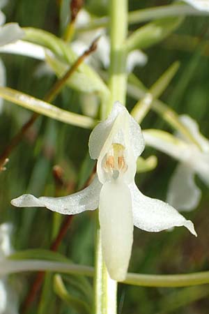 Platanthera bifolia subsp. latiflora \ Zweiblättrige Waldhyazinthe, Große Weiße Waldhyazinthe / Lesser Butterfly Orchid, D  Pfronten 28.6.2016 