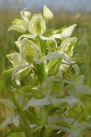 Platanthera chlorantha \ Grünliche Waldhyazinthe, D  Rhön, Heidelstein 20.6.2023 