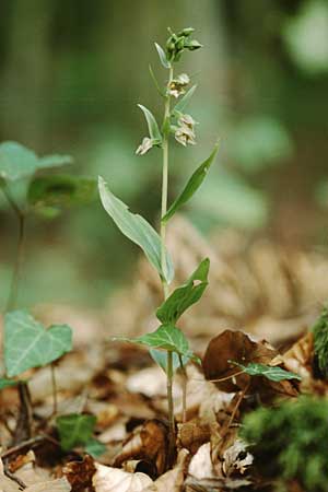 Epipactis peitzii \ Peitz-Ständelwurz / Peitz' Helleborine, D  Taunus,Hahnstätten 8.8.1997 