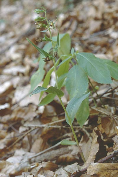 Epipactis peitzii \ Peitz-Ständelwurz / Peitz' Helleborine, D  Taunus,Hahnstätten 8.8.1997 