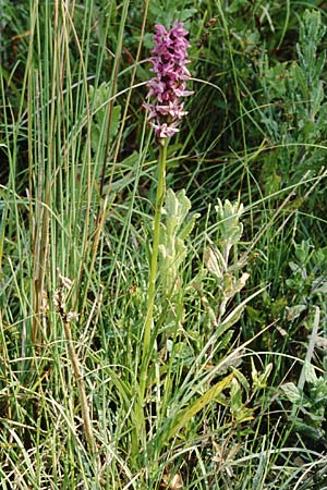 Dactylorhiza praetermissa \ Übersehene Fingerwurz, Übersehenes Knabenkraut / Southern Marsh Orchid, D  Saarland Wolfertskopf 21.6.1999 