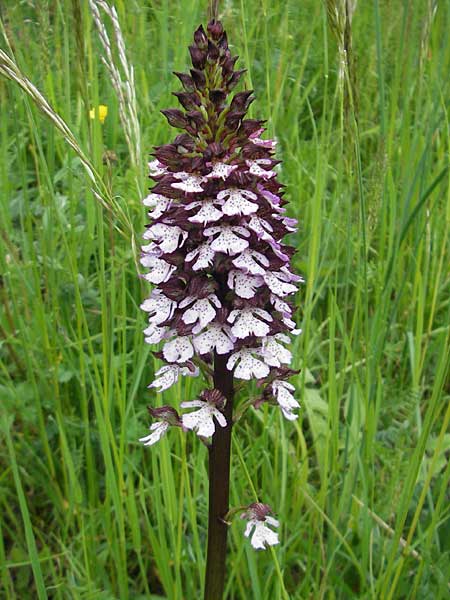 Orchis purpurea \ Purpur-Knabenkraut / Lady Orchid, D  Callbach 15.5.2010 