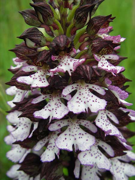 Orchis purpurea \ Purpur-Knabenkraut / Lady Orchid, D  Callbach 15.5.2010 