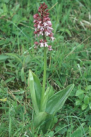 Orchis purpurea \ Purpur-Knabenkraut / Lady Orchid, D  Bad Ditzenbach 10.5.2005 