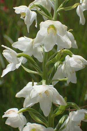 Platanthera chlorantha deformation / Greater Butterfly Orchid (peloria), D  Rechtenbach 20.6.2016 