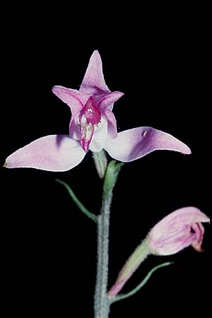 Cephalanthera rubra / Red Helleborine, D  Büttelborn 6.7.2004 