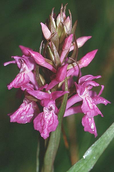 Dactylorhiza curvifolia \ Russows Fingerwurz, Rossows Knabenkraut / Russow's Marsh Orchid, D  Vorpommern,Peene-Wiesen Gützkow 5.6.1999 