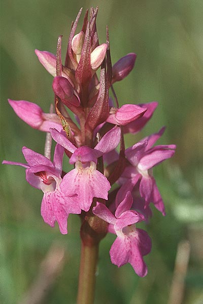 Dactylorhiza pomeranica \ Vorpommern-Fingerwurz / Western Pomeranian Orchid, D  Insel/island Usedom 4.6.1999 