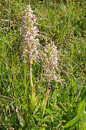 Himantoglossum hircinum \ Bocks-Riemenzunge / Lizard Orchid, D  Limburg 22.5.2015 