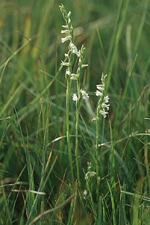 Spiranthes aestivalis \ Sommer-Drehwurz / Summer Lady's-Tresses, D  Allgäu 25.7.2004 