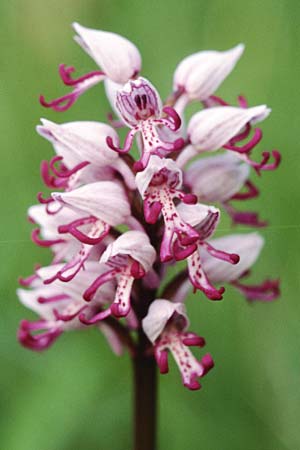 Orchis simia \ Affen-Knabenkraut / Monkey Orchid, D  Pforzheim 4.5.1999 