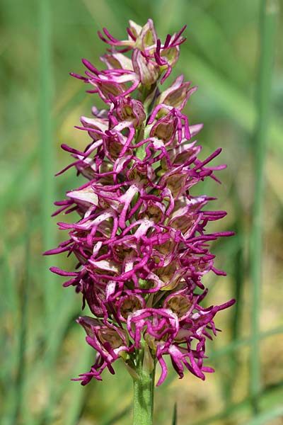 Aceras anthropophorum x Orchis simia, D   Kaiserstuhl 20.4.2020 (Photo: Christian Schlomann)