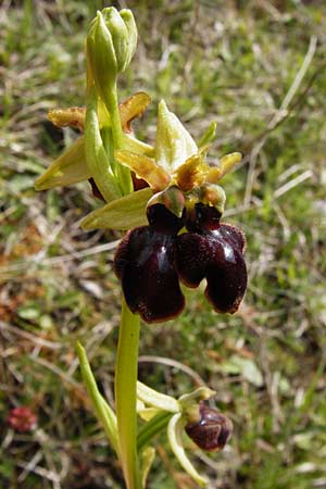 Ophrys sphegodes \ Spinnen-Ragwurz / Early Spider Orchid (Doppel-Blüte / twin blossom), D  Bad Ditzenbach 4.5.2014 