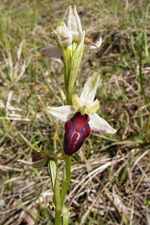 Ophrys sphegodes \ Spinnen-Ragwurz / Early Spider Orchid, D  Bad Ditzenbach 4.5.2014 