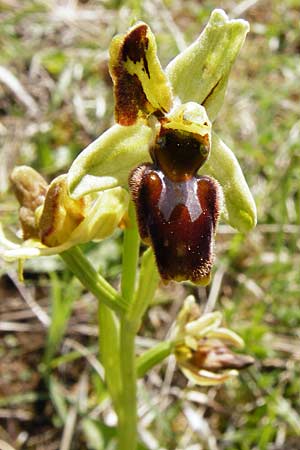 Ophrys sphegodes \ Spinnen-Ragwurz / Early Spider Orchid (Doppel-Blüte / twin blossom), D  Bad Ditzenbach 4.5.2014 