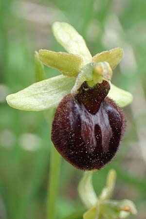 Ophrys sphegodes / Early Spider Orchid, D  Werbach 20.5.2017 