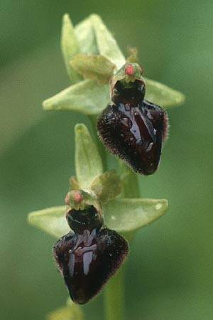 Ophrys sphegodes \ Spinnen-Ragwurz / Early Spider Orchid, D  Saarland Gersheim 18.5.1988 