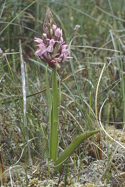 Dactylorhiza sphagnicola \ Torfmoos-Fingerwurz, Torfmoos-Knabenkraut, D  Lüneburger Heide 14.6.1990 