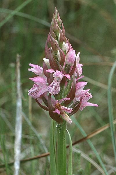 Dactylorhiza sphagnicola \ Torfmoos-Fingerwurz, Torfmoos-Knabenkraut, D  Lüneburger Heide 14.6.1990 